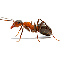 Fixed Price Ant Removal Leeds LS28 Pudsey