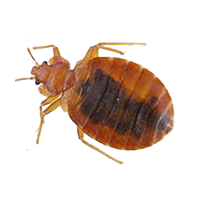 Elite Bed Bug Heat Treatments & Chemical Eradication Leeds