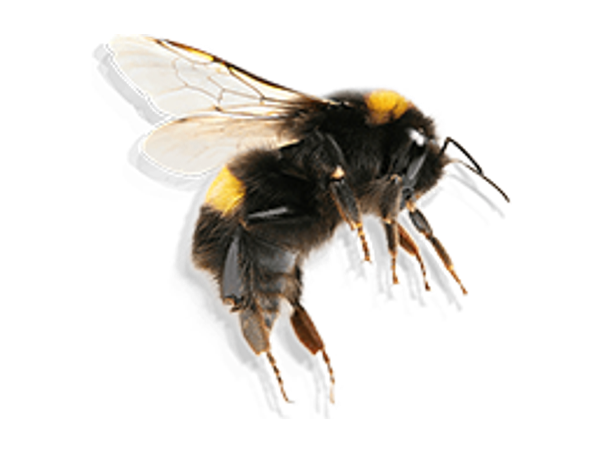 Specialist Bumblebee Removal & Ethical Relocation Leeds