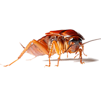 Bespoke Cockroach Eradication & Technical Sanitisation Leeds