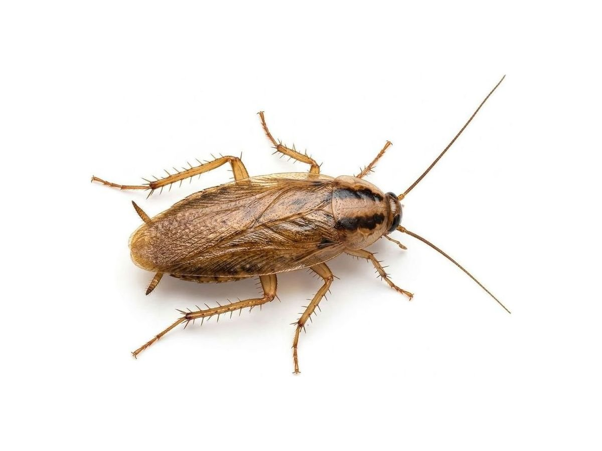 Flea & Bedbug knockdown