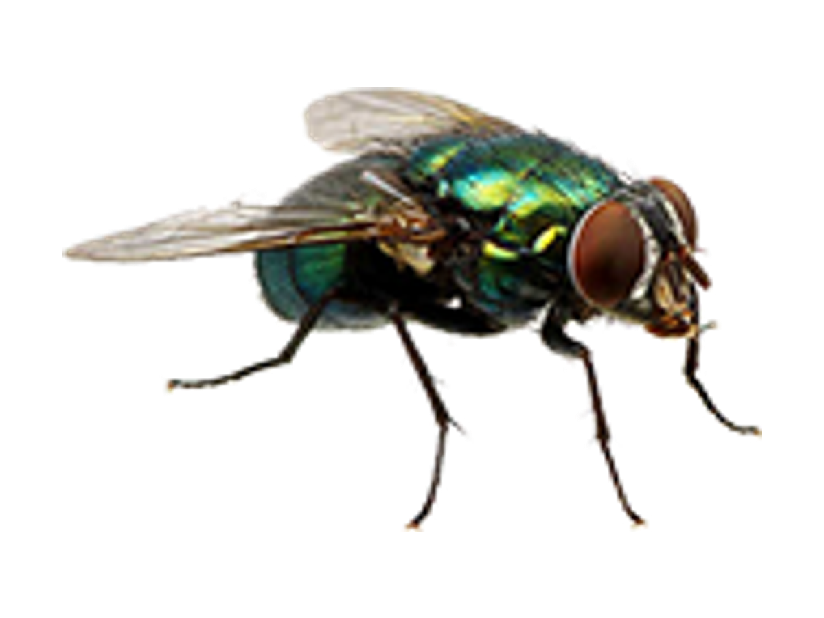 Fixed Price Fly Removal Leeds LS28 Pudsey