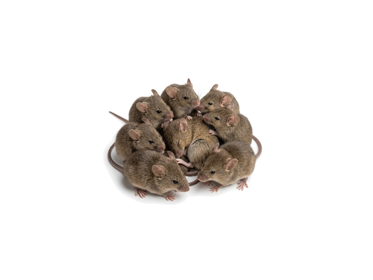 Mouse Control Image