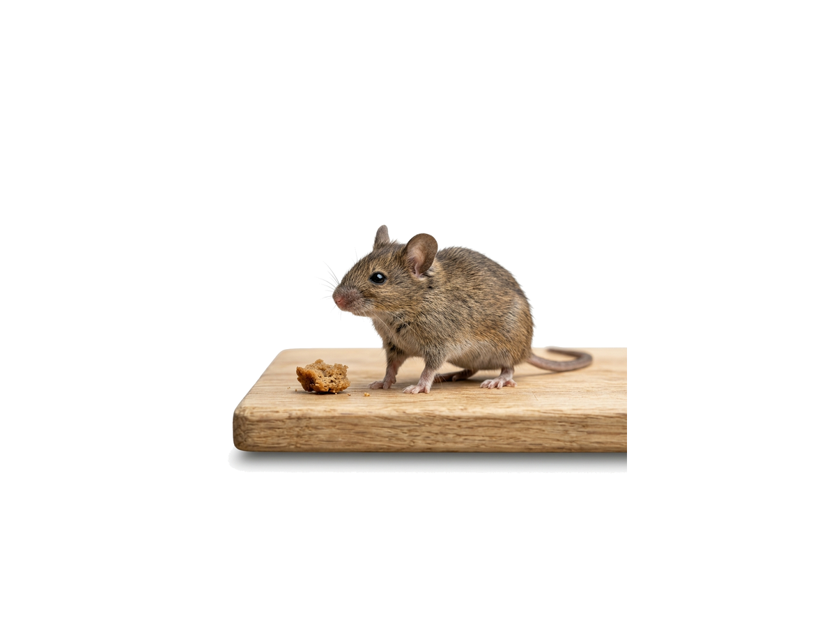 Mouse Control Image