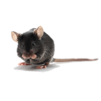 Fixed Price Mouse Removal Leeds LS28 Pudsey