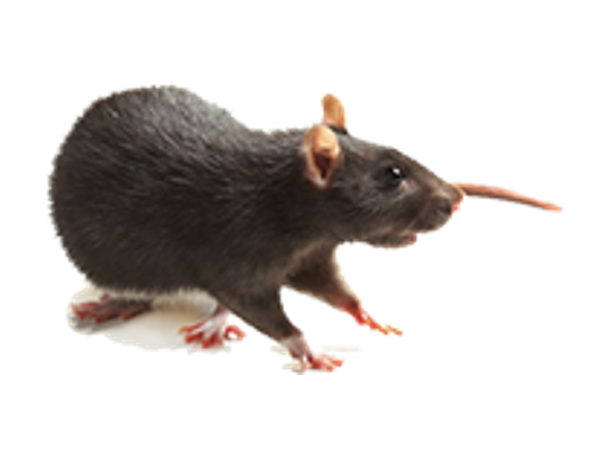 Rat Mouse and Squirrel Control Leeds