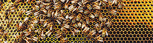 Honeycomb