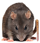 Rat removal Image