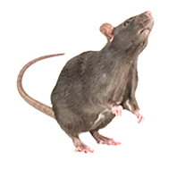 Picture of rat sniffing