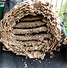 Pest control inside of a wasp nest