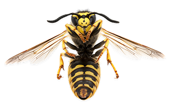 Wasp control with wings