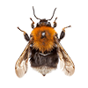 Asian tree Bee image