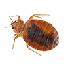 Bedbug Image