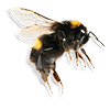 Picture of British Bumble Bee