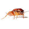 Cockroach Image