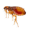 Flea Image and wasp nest removal leeds