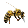 Honey Bee Image