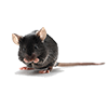 Mouse Image