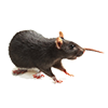Rat Image