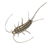 Silverfish Image