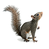 Picture of a Squirrel