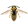 Image of Wasp with wings open