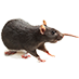 Image of rat removal